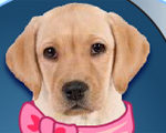 My Dog Quiz