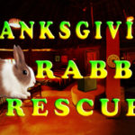 Thanksgiving Rabbit Rescue