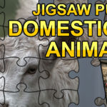 Jigsaw Puzzle Domesticated Animals